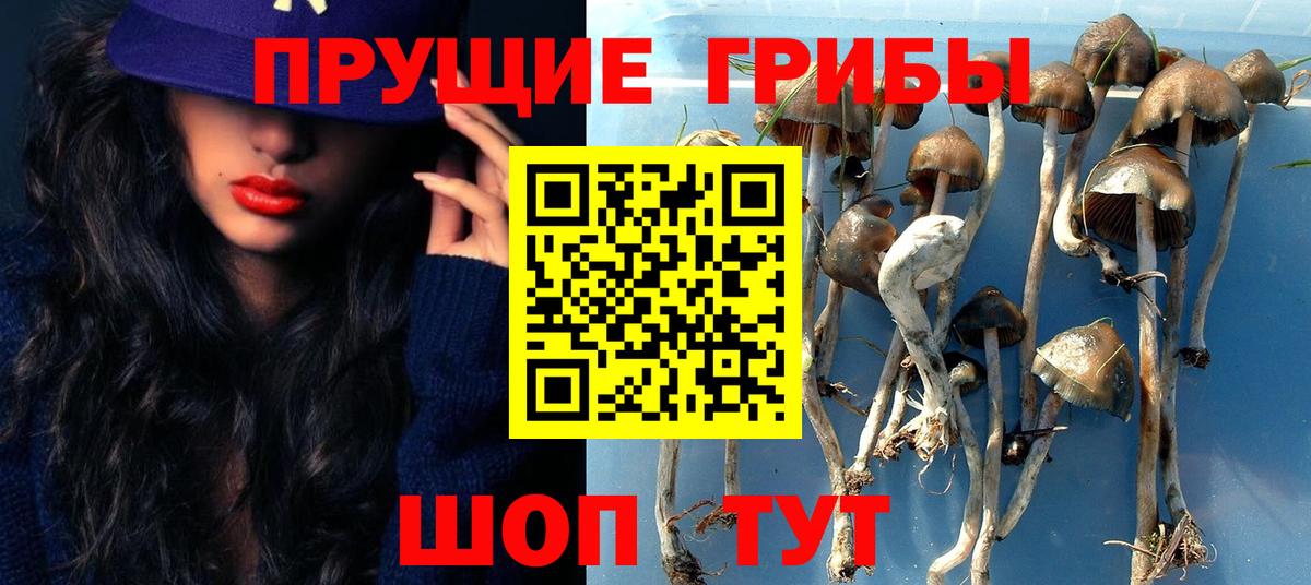 Псилоцибиновые грибы Psilocybe Ржев